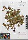 Foto von Salix hastata L.